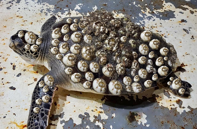 TS93 – Turtle and Barnacles